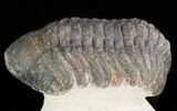 Bargain, Reedops Trilobite - Atchana, Morocco #47374-1